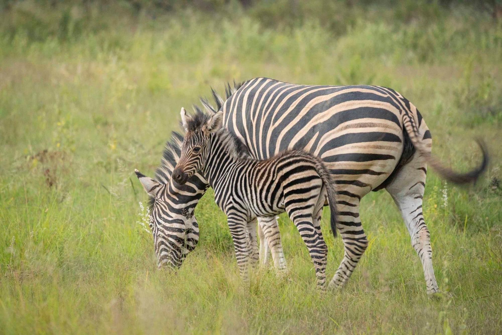 Ekuthuleni Lodge 斯特兰德 外观 照片